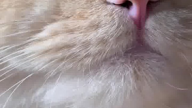 猫咪是什么天使宠物啊！