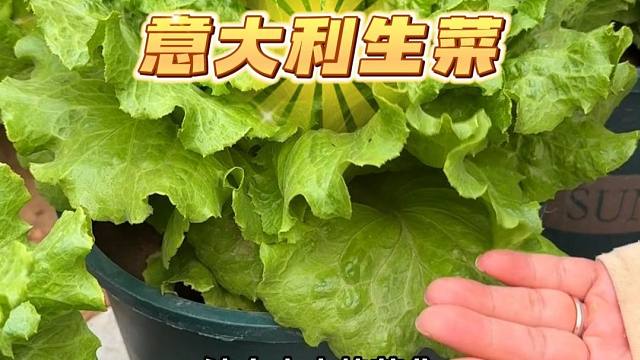 花盆种菜可不是闹着玩，不信你试试意大利生菜