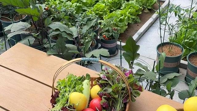 退休之后一定要找个小院种菜