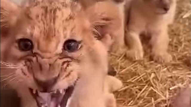 小狮子对我发出的“狮子叫”很震惊