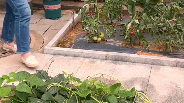 不用搭架的地豇豆，你种过吗？