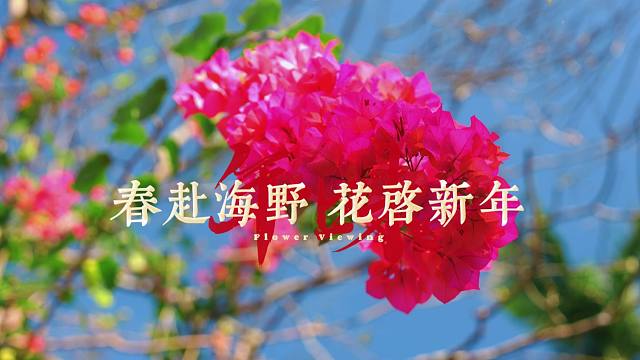 【海野新春】春归花绽，春节在海野遇见双倍美好