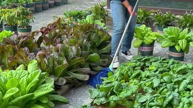 这样的小院生活，你喜欢吗？