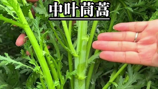 中叶茼蒿分枝多，分枝密，种一次就能一直摘！