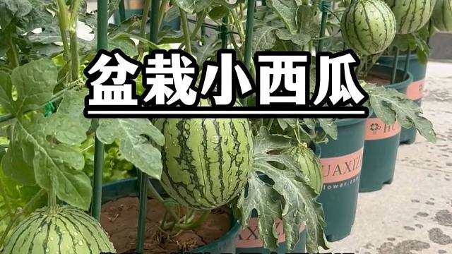 过年之后，别忘种几颗小西瓜