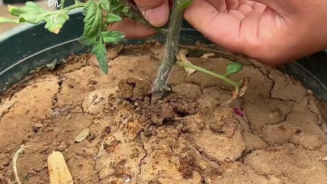 番茄要想结的多，这个操作可不能少！