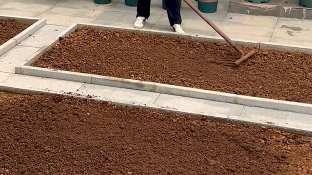 地豇豆的种植日记