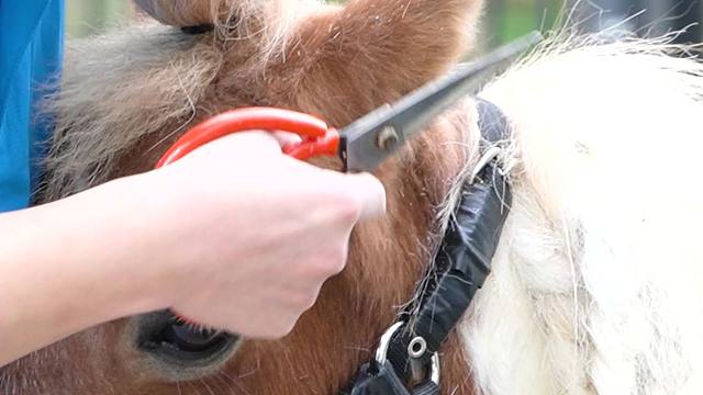 奶爸给做的新发型