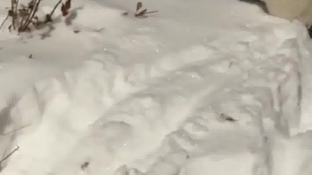 沉浸式玩雪的狗子~（素材来源： ）