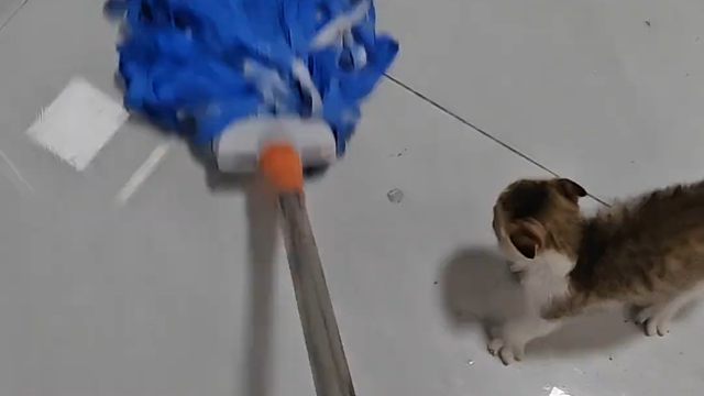 代码冲突…狸花猫：拖把是我的“猎物”！说好的不好惹，玩起来咋这么欢？
