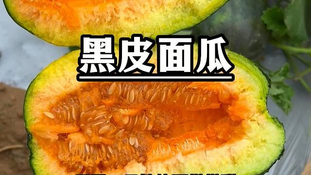 又香又面的大面瓜，你也种吧