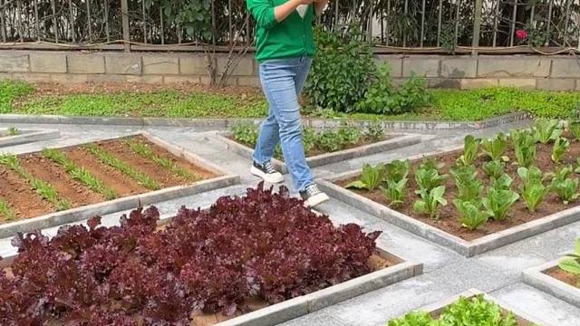 这种小院菜园生活，才是我喜欢的