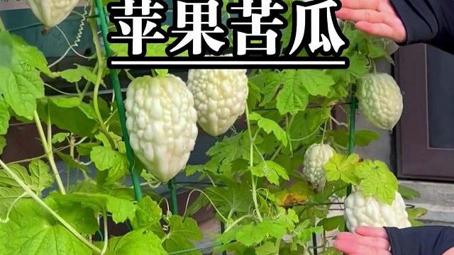 苹果苦瓜，脆爽不苦，清甜多汁，阳台花盆就能种，新手也能收藏满满！