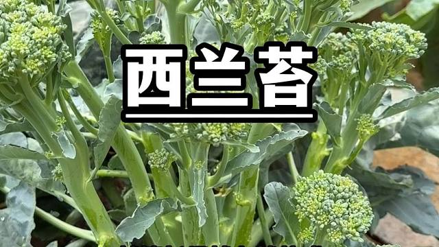 西兰苔也太能采收了