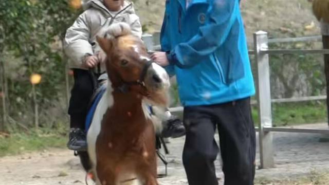 马年骑马，马上有福！