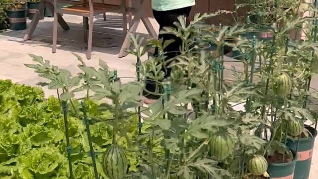 小西瓜也太适合花盆种了