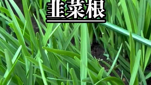 种韭菜，选对品种才高产，香味浓，长势快，一茬接着一茬采！