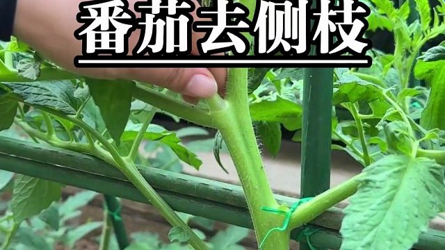 剪一剪，插一插，番茄侧枝变新苗，果子多到吃不完！