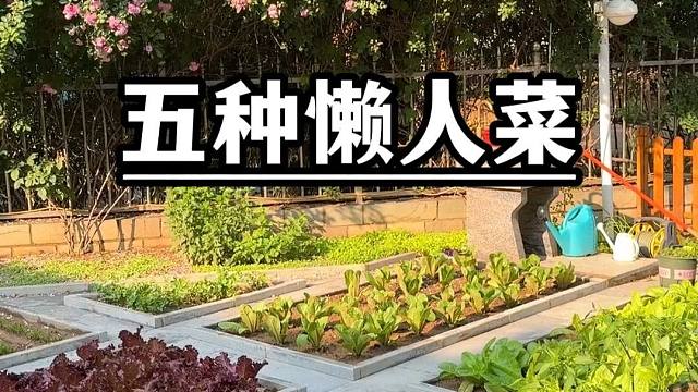 五种特别适合懒人种的菜