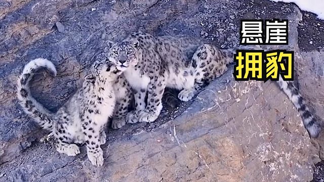 那些让人惊叹的动物视频！