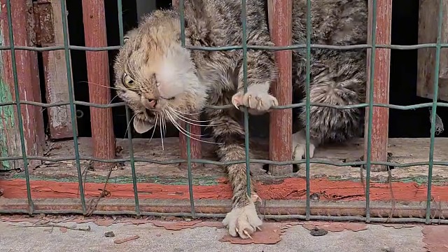 救助流浪猫遇到“卡窗蠢猫”，张着嘴的反应笑到停不下来！