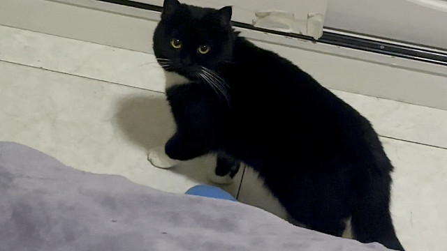 去哪都带着自己玩具的小猫