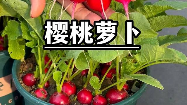 家里花盆别浪费，种几盆樱桃萝卜吧