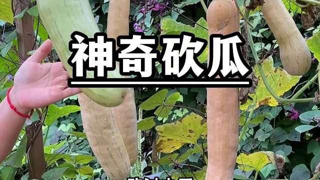 吃多少砍多少，这种砍瓜你种过吗？