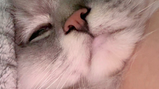 小猫陪人睡懒觉