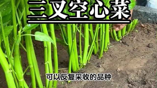 三叉空心真的太好种了，新手也能丰收！