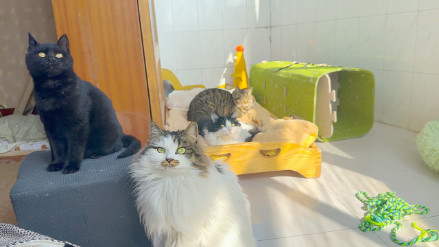 来听小猫呱呱叫