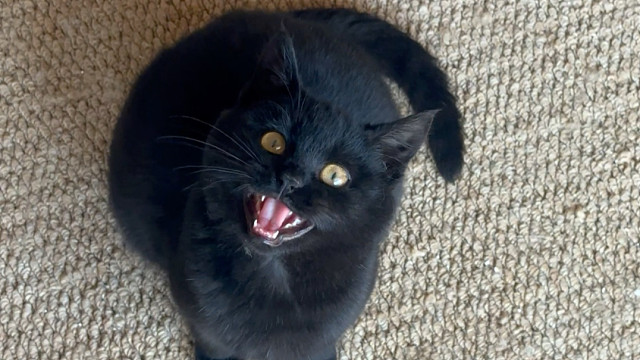 小猫：只要没有吃的，我最喜欢的就是你