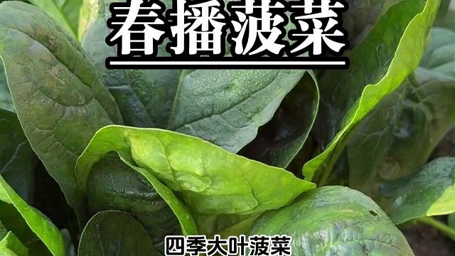 早春就能播，耐寒不怕凉，春天种上，吃了一茬又一茬！