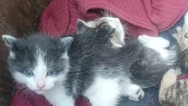 摔炮上新！被这窝小奶猫的可爱拿捏了！软乎乎挤在一起，心都化了！