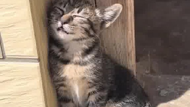 打瞌睡的猫咪（素材来源： ）