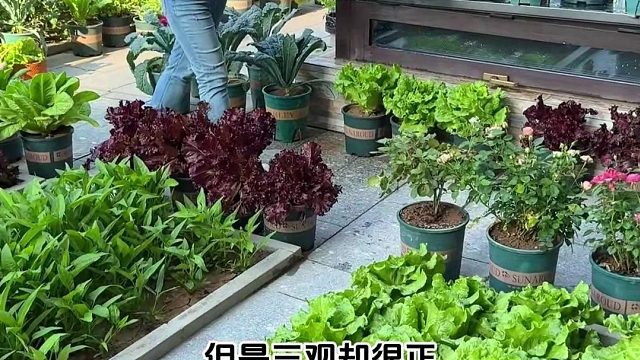 远离喧嚣，守一方菜园，三餐四季，简单治愈！