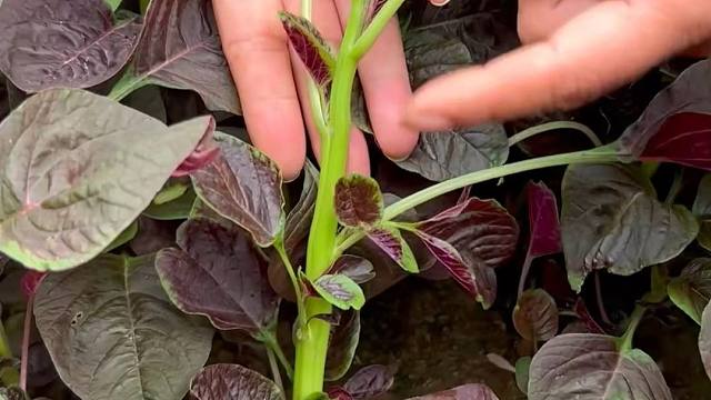 春节一过，赶紧种点大叶苋菜吧