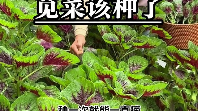 春天正是种苋菜的好时候！