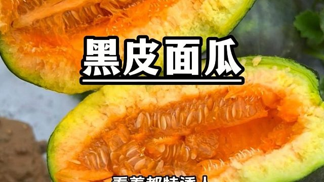 又香又面的大面瓜，你也种吧