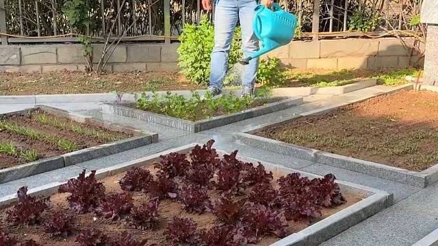 自己种菜的乐趣，只有种过的人才懂