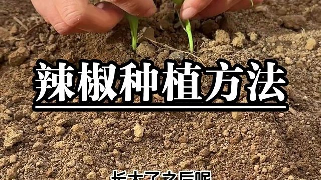 辣椒高产种植方法分享给大家！