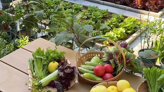 小院总有摘不完的瓜果蔬菜