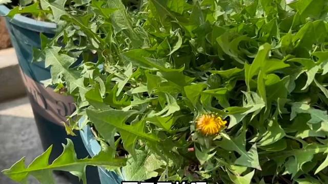 花盆种的蒲公英，没想到长这么好