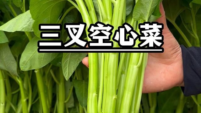 别种普通空心菜了，试试这个三叉空心菜吧