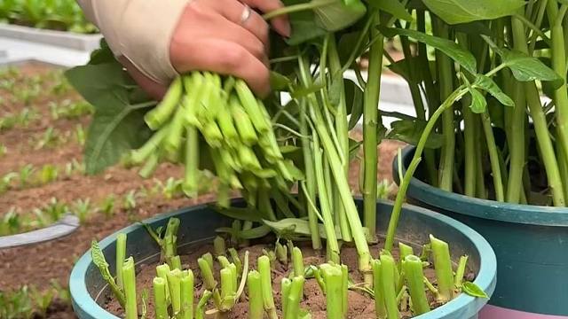 种菜真的是为了健康呀