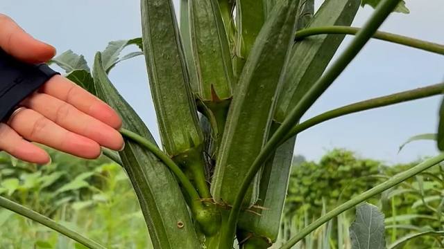 春天种秋葵，一定要试试水果秋葵