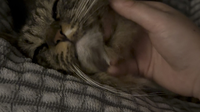 要睡觉的小煤球