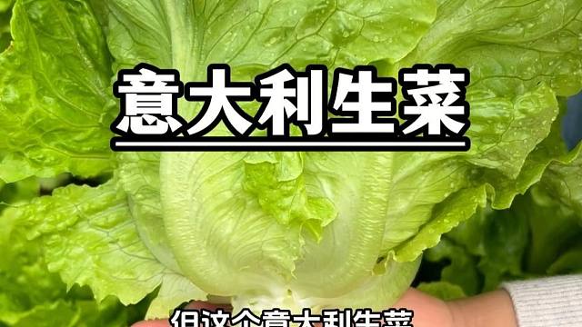 该种生菜了，试试这个意大利生菜吧
