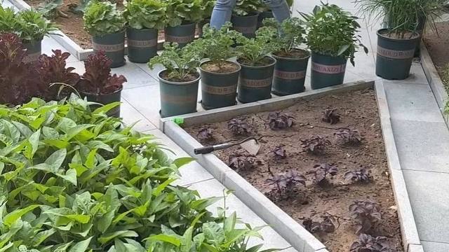 春天一到，小院的菜长的太快了