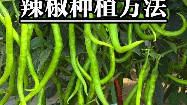 辣椒要想产量高，双株种植您记牢！